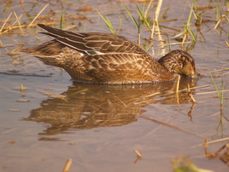 Alzavola e p.p. culbianco